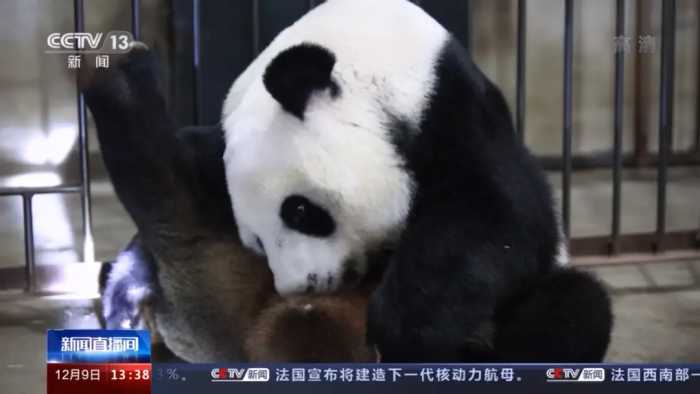 它们三只百天啦！人工繁育助秦岭熊猫家族实现“四世同堂”