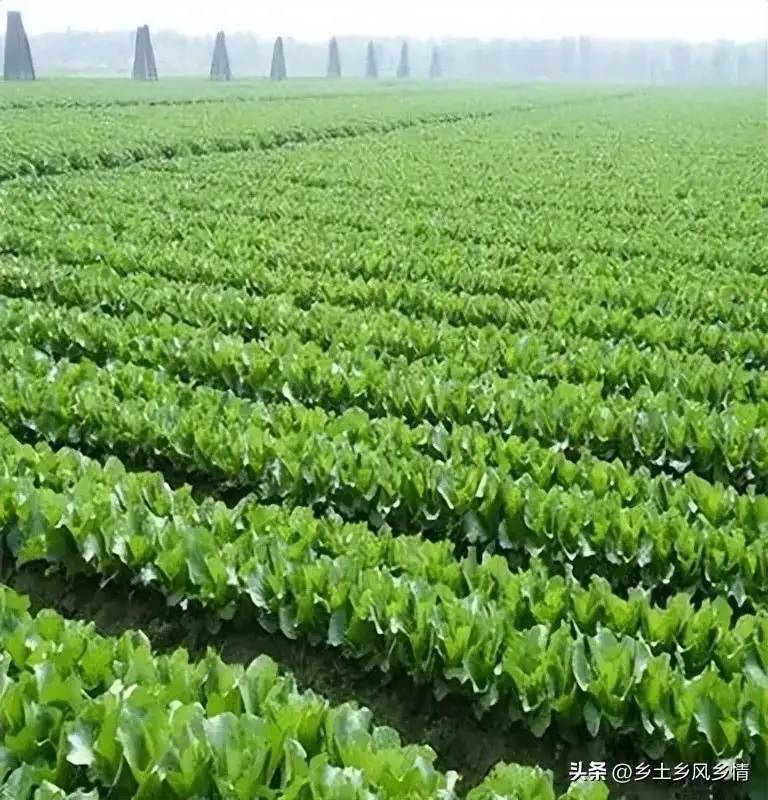 怎样种好无公害蔬菜，这里有菜农总结的种植技术，学会了收益翻倍